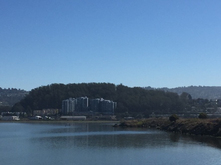 View of Albany Hill from the Albany Bulb, photo by Claire McNally