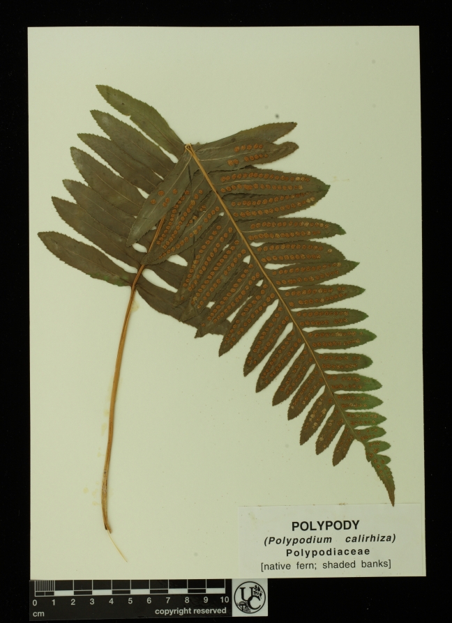 Polypodium_calirhiza