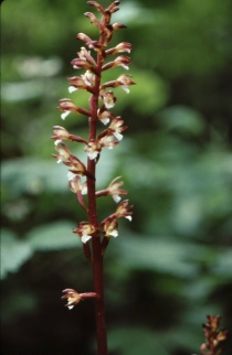 spotted coralroot orchid (Corallorhiza maculata); photo by Barbara Ertter