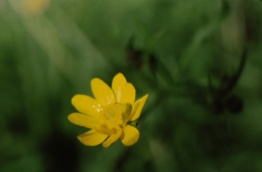 Calif buttercup (Ranunculus californicus); photo by Barbara Ertter